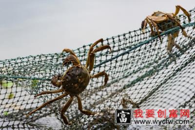 大闸蟹跟螃蟹的区别