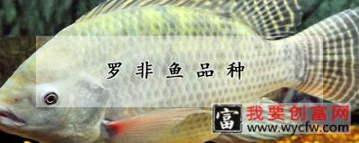罗非鱼品种