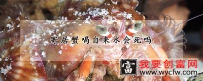 寄居蟹喝自来水会死吗