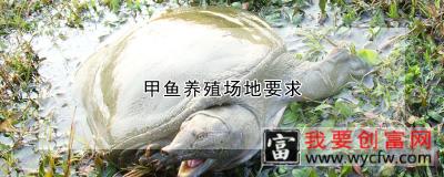 甲鱼<a href=https://www.wycfw.com/e/tags/?tagid=63 target=_blank class=infotextkey><a href=https://www.wycfw.com/yangzhi/ target=_blank class=infotextkey>养殖</a></a>场地要求