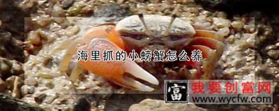 海里抓的小螃蟹怎么养