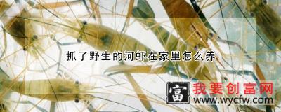 抓了野生的河虾在家里怎么养