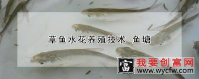草鱼水花养殖技术 鱼塘