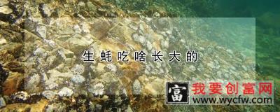 生蚝吃啥长大的