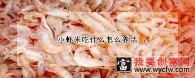 小虾米吃什么怎么养活