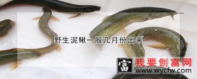 野生泥鳅一般几月份出来