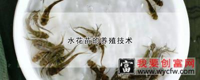 水花苗的<a href=https://www.wycfw.com/e/tags/?tagid=63 target=_blank class=infotextkey><a href=https://www.wycfw.com/yangzhi/ target=_blank class=infotextkey>养殖</a></a>技术