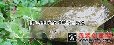 甲鱼买回家怎样放能活多久