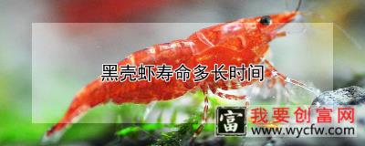 黑壳虾寿命多长时间