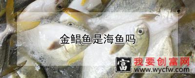 金鲳鱼是海鱼吗