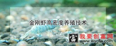 金刚虾高密度养殖技术