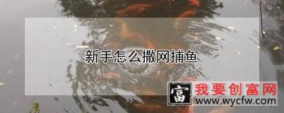 新手怎么撒网捕鱼