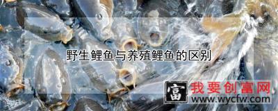 野生鲤鱼与养殖鲤鱼的区别