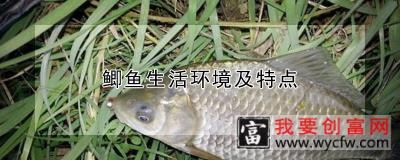 鲫鱼生活环境及特点