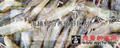 海捕虾与养殖虾区别