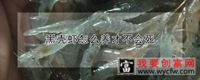 黑壳虾怎么养才不会死