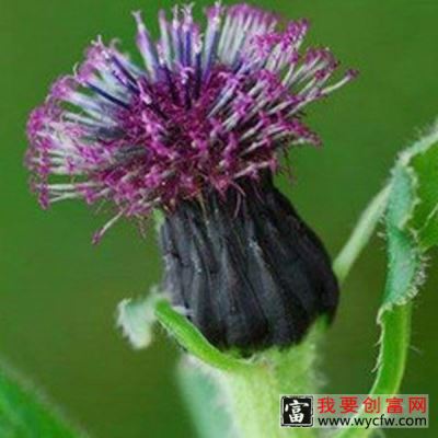 美丽风毛菊