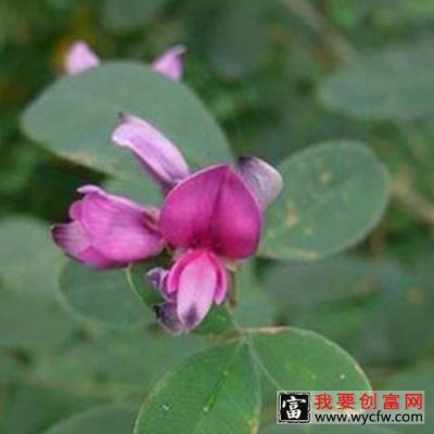 美丽胡枝子花