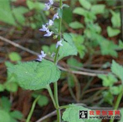 水龙胆草