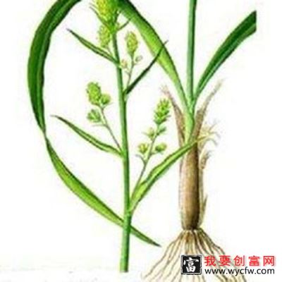 披麻草根