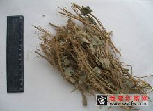 广金钱草的功效与作用