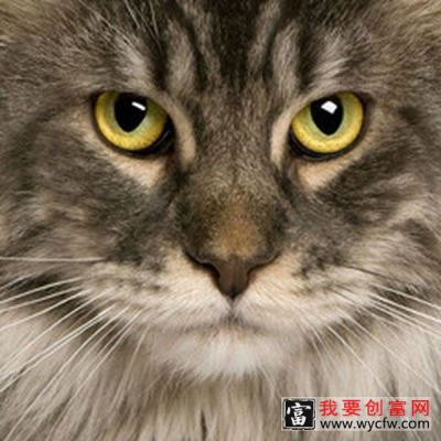 猫头的功效与作用