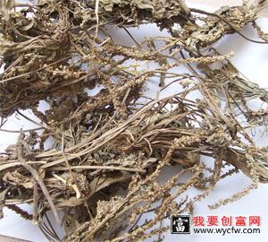 白胶香的功效与作用