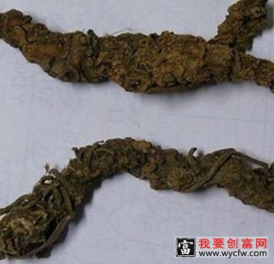 算盘子根