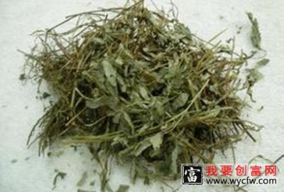 珍珠草