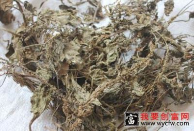 车前草的功效与作用