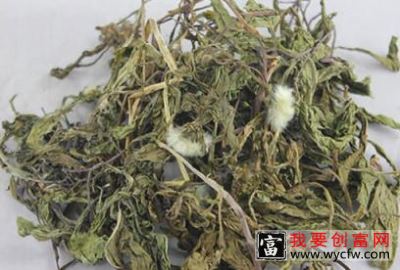 蒲公英的功效与作用