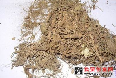 缬草的功效与作用