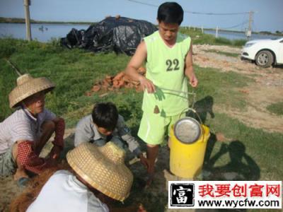 罗非鱼7朝苗养殖四个月八成以上鱼超过一斤