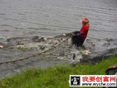 罗非鱼养殖户碰到缺氧浮头不吃料中毒死鱼怎么办？