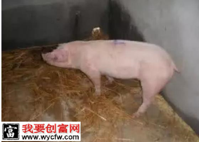 猪低温症的病因和防治措施