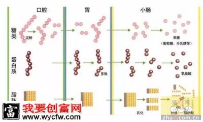 小猪断奶料为什么是酸的？