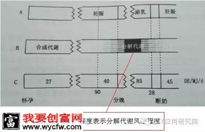 断奶发情间隔延长解决之道——增加母猪断奶时有足够支持发情的体储备