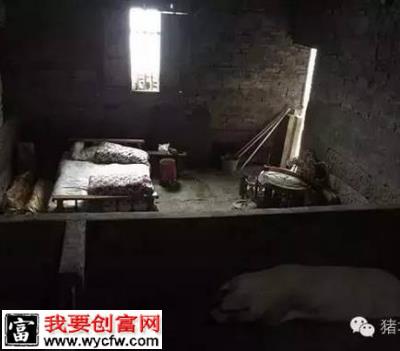 偷猪事件频发猪场如何做好防盗