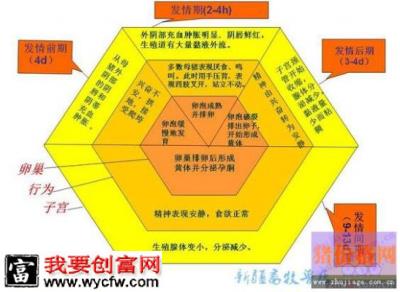 猪的发情周期示意图：配种员不可多得的必备参考资料！