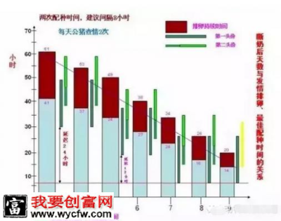 母猪发情与配种的时间规律与判断