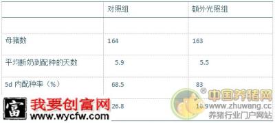 秋季规模猪场配种舍额外补光的重要性及措施