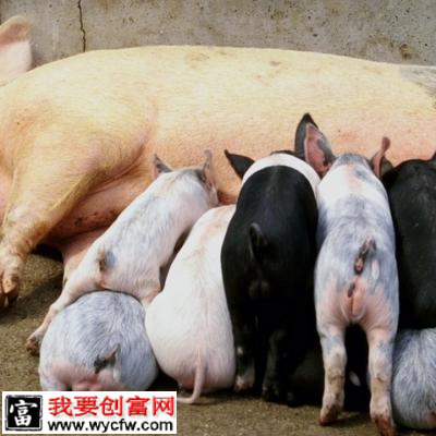 降低哺乳仔猪死亡率六措施