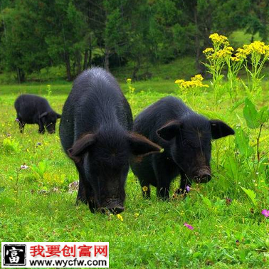 夏秋养猪巧用青饲料