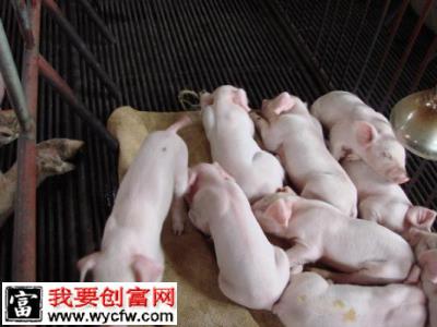 一个超大型猪场的养母猪饲养经验