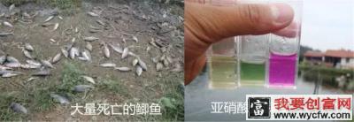 上海地区鲫鱼粘孢子虫疾病防控案例