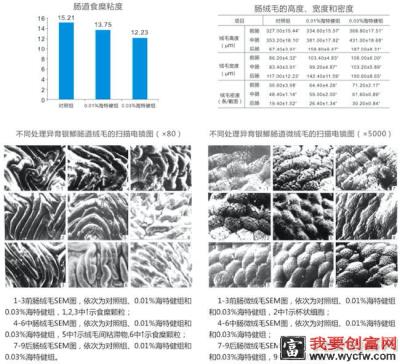 海特健对异育银鲫肠道健康的影响