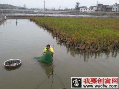 泥鳅生活在这里，主人不赚钱你答应吗？