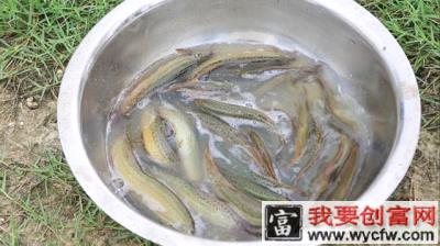 姚掌荣 ：从亩产500斤到5000斤，他是华东泥鳅养殖第一人