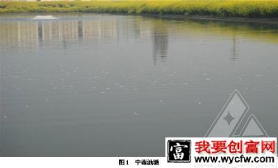 二氧化氯引起斑点叉尾鮰鱼大量死亡一例