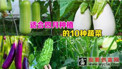 4月可以种植的蔬菜有哪些？推荐这10种蔬菜，可以一直采收到秋天